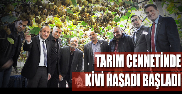 TARIM CENNETİNDE KİVİ HASADI