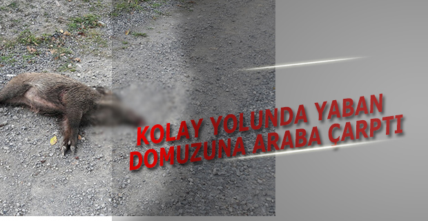 KOLAY YOLUNDA YABAN DOMUZUNA ARABA ÇARPTI