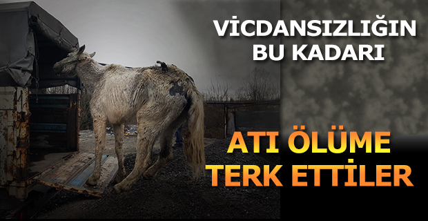 Ölüme Terk Edilen At Kurtarıldı