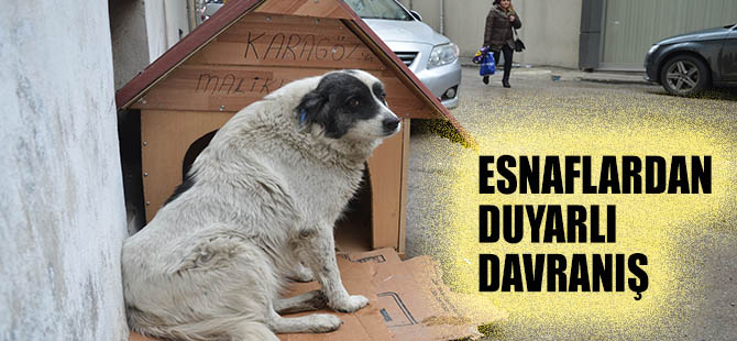 Esnaf'dan Sokak Köpeğine Kulübe