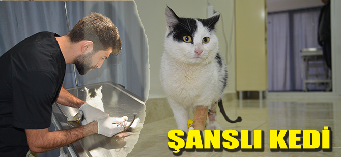 ŞANSLI KEDİ