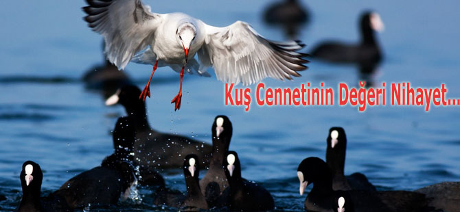 Kuş Cennetinin Değeri Nihayet...