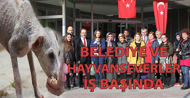 Belediye ve Hayvan severler İşbaşında