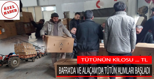 Bafra'da ve Alaçam'da Tütün Alımları Başladı