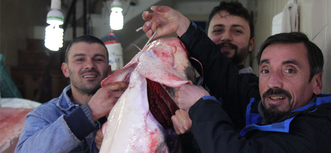 Bafra'da Yayın Balığı Bereketi