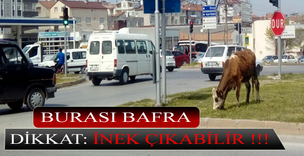 Dikkat: Her An İnek Çıkabilir !!!