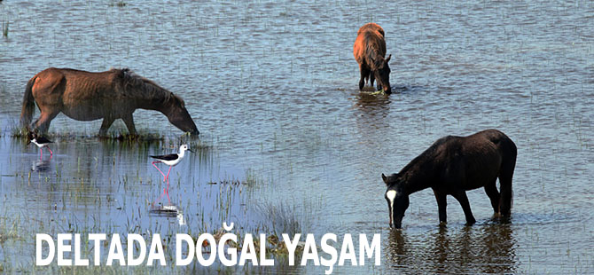 DELTADA DOĞAL YAŞAM