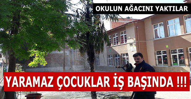 Okulun Ağacını Yaktılar !!!