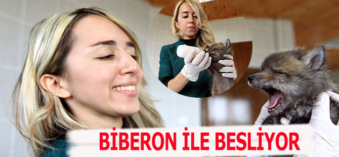 Biberon ile Tilkiye Bakıyor