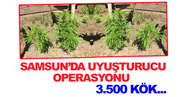 Samsun'da uyuşturucu operasyonu