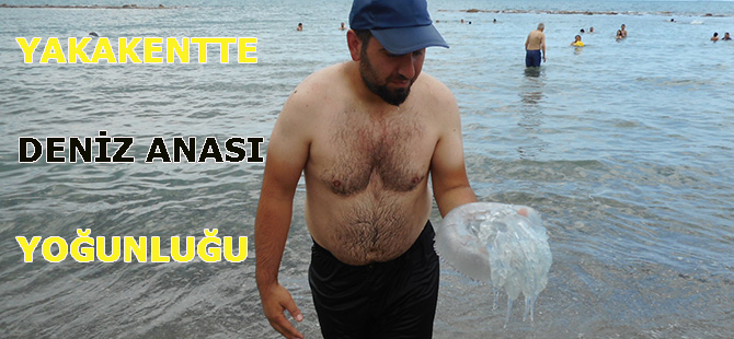 YAKAKENT DENİZİNDE DENİZ ANASI PANİĞİ