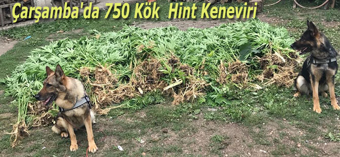 Çarşamba'da 750 Kök  Hint Keneviri