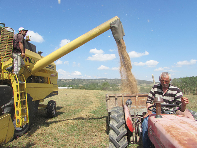 Kavak İlçesinde Buğday Hasadı Başladı