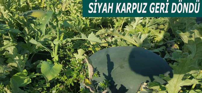 SİYAH KARPUZ GERİ DÖNDÜ