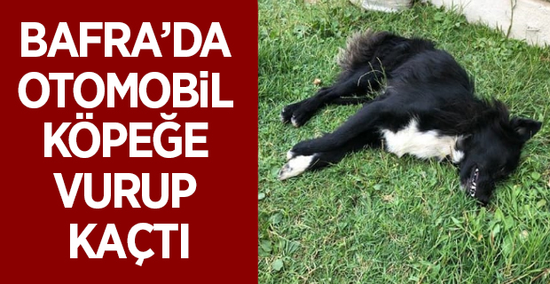 Bafra'da Otomobil Köpeğe Vurup Kaçtı