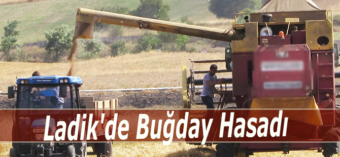 Ladik'de Buğday Hasadı