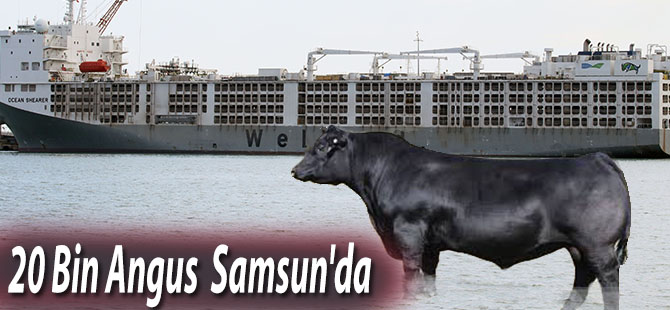 20 Bin Angus Samsun'da