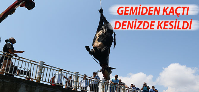 GEMİDEN KAÇAN ANGUS DENİZDE KESİLDİ