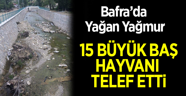 Bafra’da Yağan Yağmur 15 Büyük Baş Hayvanı Telef etti