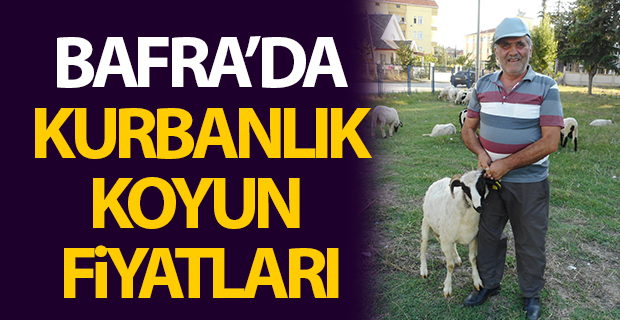 Bafra'da Kurbanlık Koyun Fiyatları