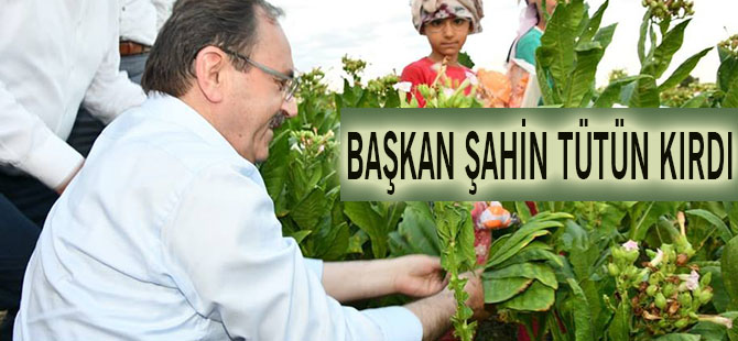 Başkan Şahin Tütün Kırdı