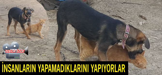 İNSANLARIN YAPAMADIKLARINI YAPIYORLAR