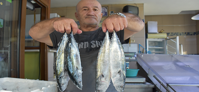 İlk Palamut Tezgahta Yerini Aldı