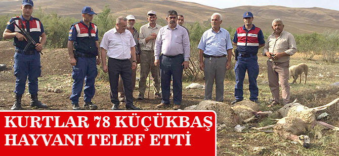 KURTLAR 78 KÜÇÜKBAŞ HAYVANI TELEF ETTİ