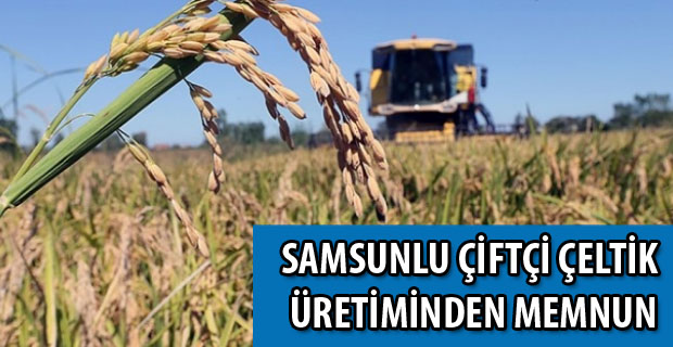 Samsunlu çiftçi çeltik üretiminden memnun