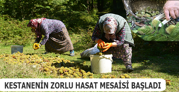 Kestanenin Zorlu Hasat Mesaisi Başladı