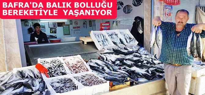 BAFRA'DA BALIK BOLLUĞU BEREKETİYLE  YAŞANIYOR