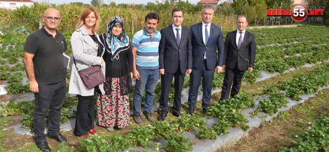 19 Mayıs İlçesinde Tarım Gelişiyor