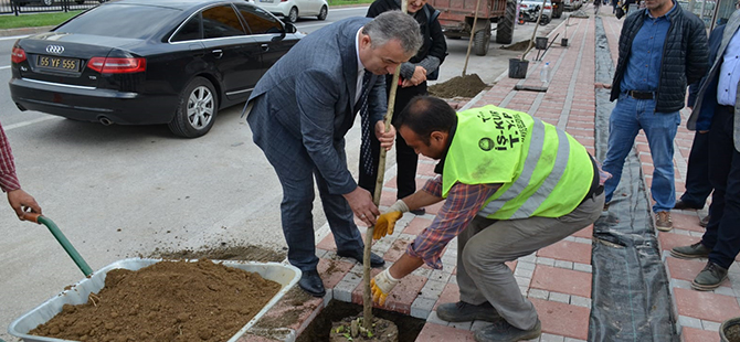 19 Mayıs’ta 400 Fidan Toprakla Buluşacak