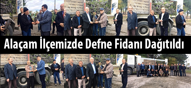 Alaçam İlçemizde Defne Fidanı Dağıtıldı