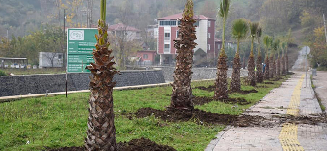 Tekkeköy’de Peyzaj ve Çevre Düzenleme Çalışmaları Devam Ediyor