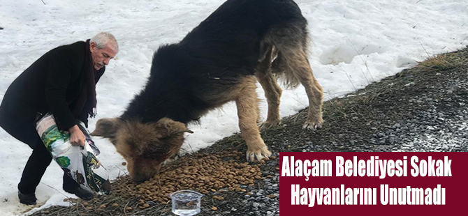 Alaçam Belediyesi Sokak Hayvanlarını Unutmadı