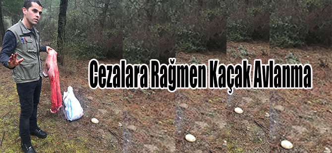 Cezalara Rağmen Kaçak Avlanma