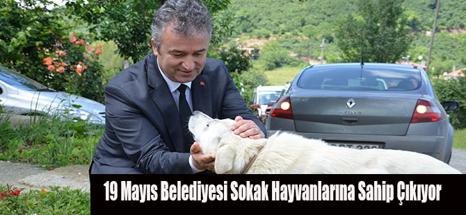 19 Mayıs Belediyesi Sokak Hayvanlarına Sahip Çıkıyor