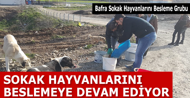 BAFRA BESLEME GRUBU, SOKAK HAYVANLARINI BESLEMEYE DEVAM EDİYOR