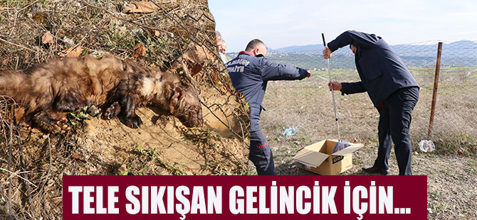 Tele Sıkışan Gelincik İçin