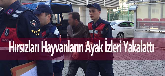 Hırsızları Hayvanların Ayak İzleri Yakalattı