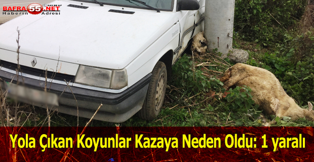 Samsun'da Yola Çıkan Koyunlar Kazaya Neden Oldu: 1 Yaralı