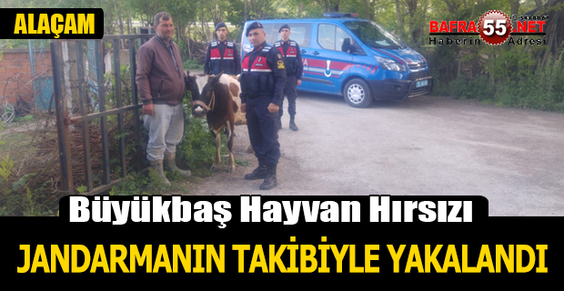 Büyükbaş hayvan hırsızı jandarmanın takibiyle yakalandı