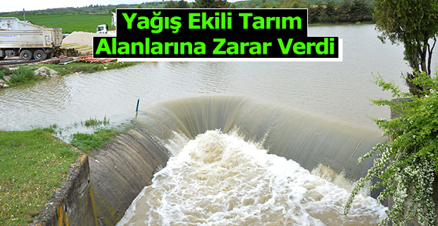 Havza'da Yağış Ekili Tarım Alanlarına Zarar Verdi