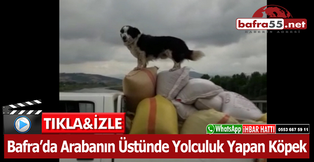 Bafra’da Arabanın Üstünde Yolculuk Yapan Köpek