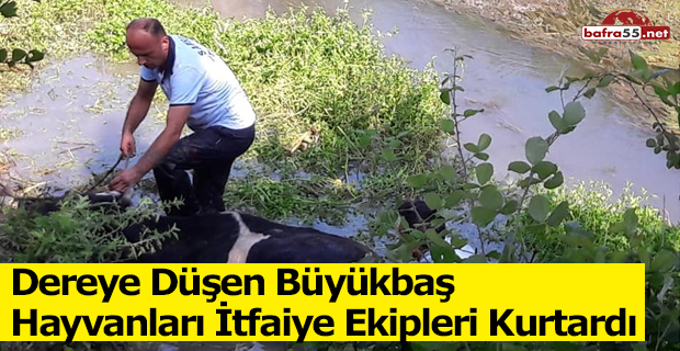 Dereye Düşen Büyükbaş Hayvanları İtfaiye Ekipleri Kurtardı