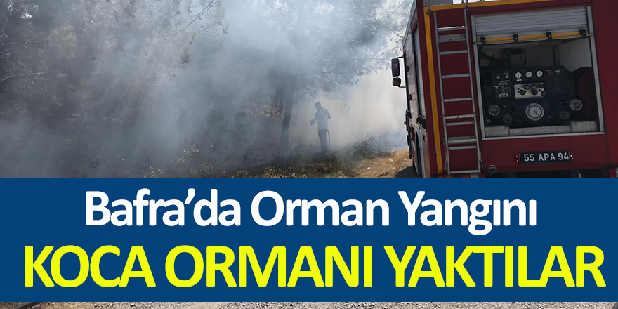 Koca Ormanı Yaktılar