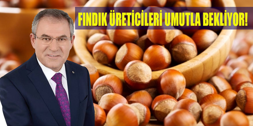 FINDIK ÜRETİCİLERİ UMUTLA BEKLİYOR!