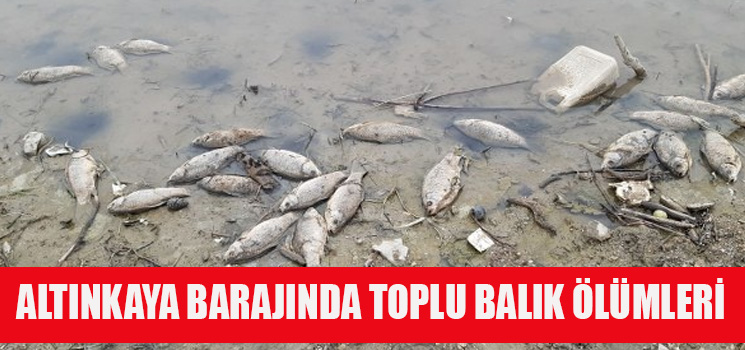 Altınkaya Barajında Toplu Balık Ölümü