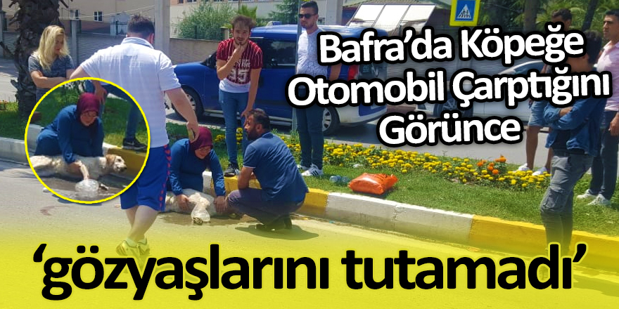 Bafra’da Köpeğe Otomobil Çarptığını Görünce Gözyaşlarını Tutamadı